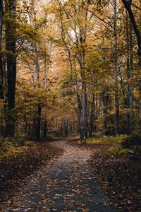 Preview wallpaper park, path, trees, fallen leaves, autumn, nature