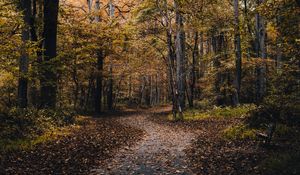 Preview wallpaper park, path, trees, fallen leaves, autumn, nature