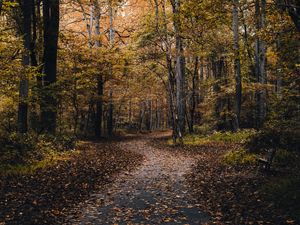 Preview wallpaper park, path, trees, fallen leaves, autumn, nature