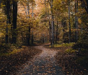 Preview wallpaper park, path, trees, fallen leaves, autumn, nature