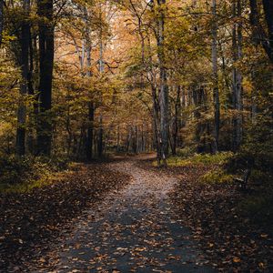 Preview wallpaper park, path, trees, fallen leaves, autumn, nature