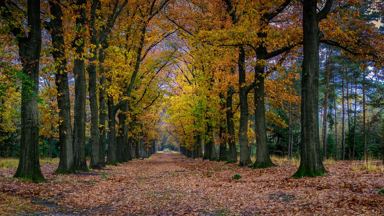 Wallpaper park, path, trees, autumn, nature, landscape