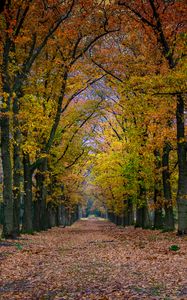 Preview wallpaper park, path, trees, autumn, nature, landscape