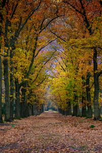 Preview wallpaper park, path, trees, autumn, nature, landscape