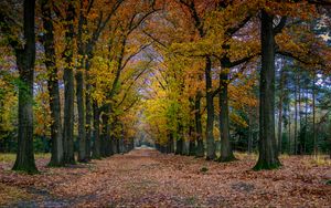 Preview wallpaper park, path, trees, autumn, nature, landscape