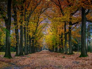 Preview wallpaper park, path, trees, autumn, nature, landscape