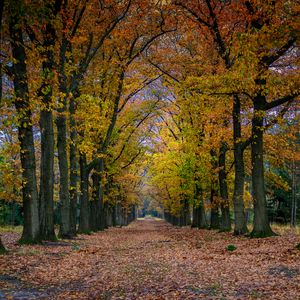 Preview wallpaper park, path, trees, autumn, nature, landscape