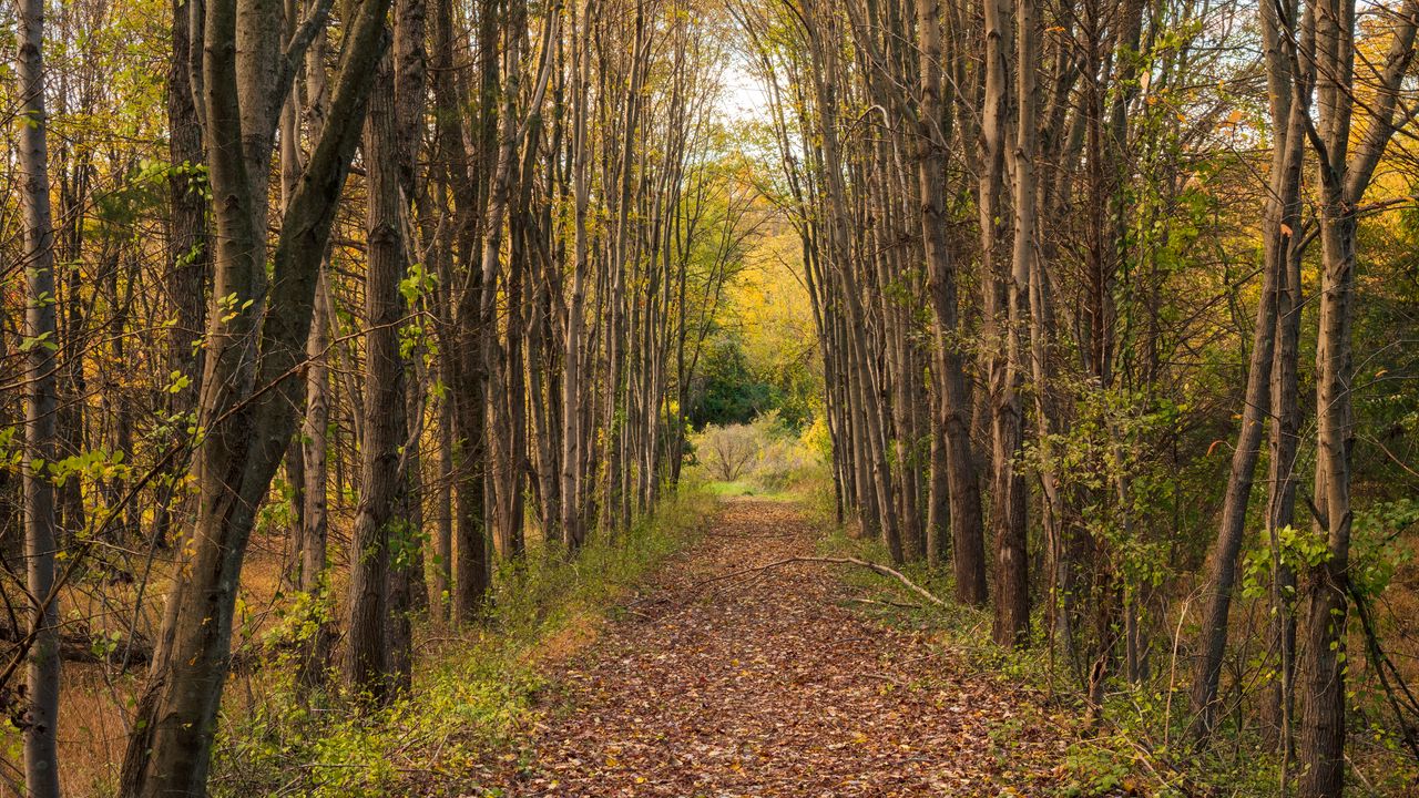 Wallpaper park, path, trees, autumn, nature