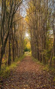 Preview wallpaper park, path, trees, autumn, nature