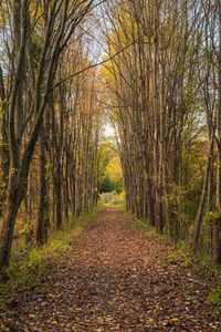 Preview wallpaper park, path, trees, autumn, nature