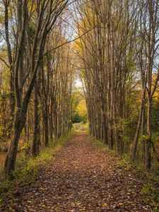 Preview wallpaper park, path, trees, autumn, nature