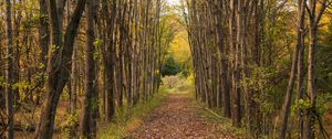 Preview wallpaper park, path, trees, autumn, nature