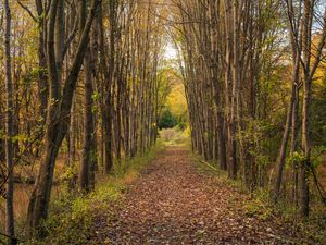 Preview wallpaper park, path, trees, autumn, nature