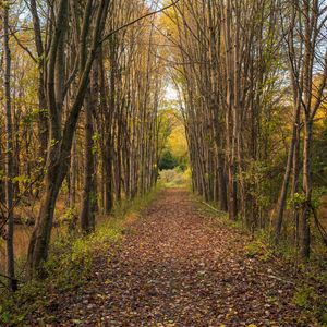 Preview wallpaper park, path, trees, autumn, nature