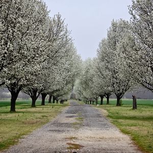 Preview wallpaper park, road, flowers, trees