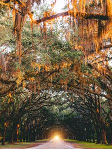 Preview wallpaper park, trees, arch, light, road, savannah, united states