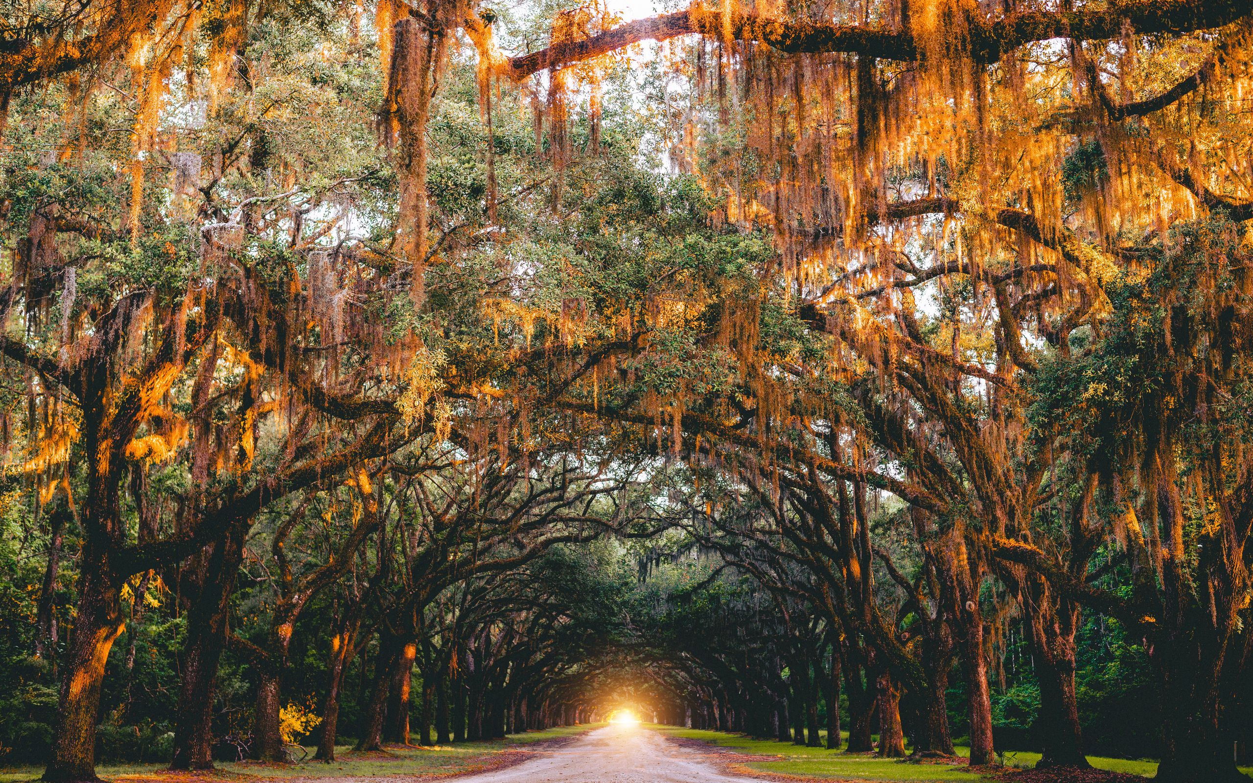 Download wallpaper 2560x1600 park, trees, arch, light, road, savannah