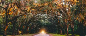 Preview wallpaper park, trees, arch, light, road, savannah, united states