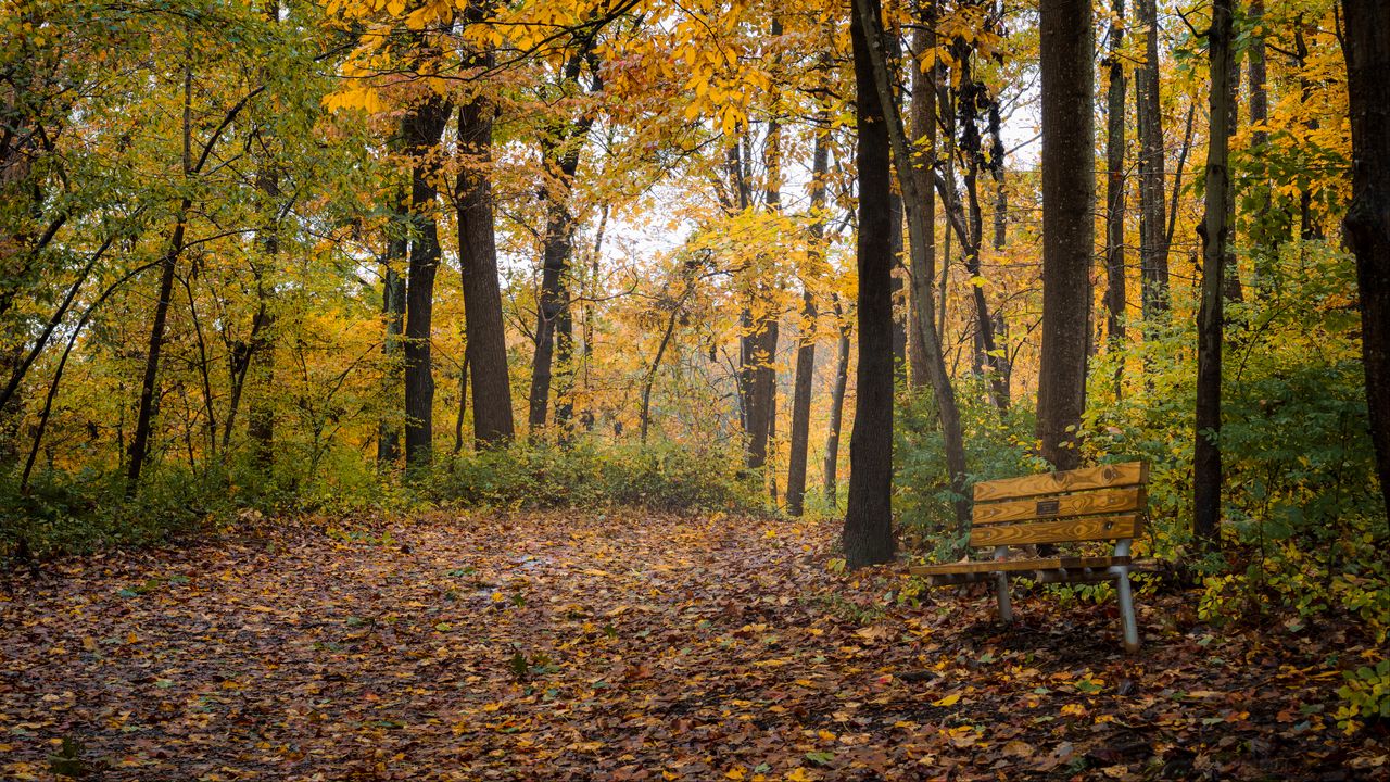 Wallpaper park, trees, bench, autumn, nature