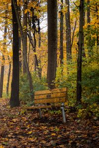 Preview wallpaper park, trees, bench, autumn, nature