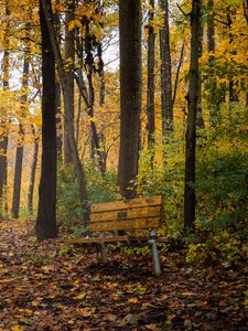 Preview wallpaper park, trees, bench, autumn, nature