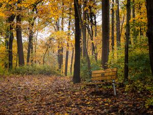 Preview wallpaper park, trees, bench, autumn, nature