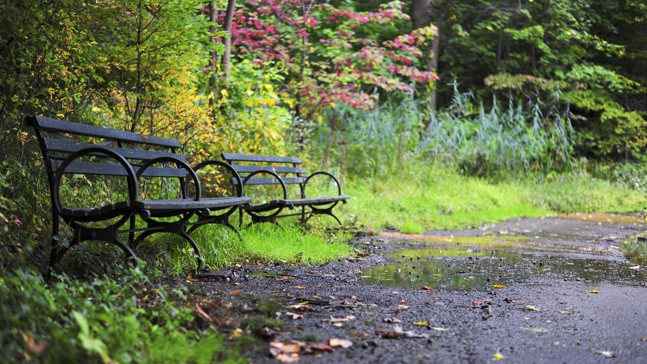 Wallpaper park, trees, benches, nature