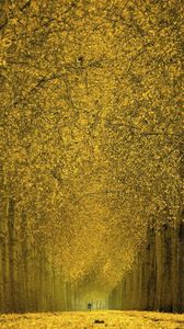 Preview wallpaper park, trees, branches, autumn
