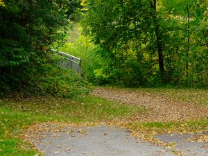 Preview wallpaper park, trees, fallen leaves, autumn, landscape