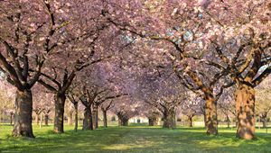 Preview wallpaper park, trees, flowers, walking paths