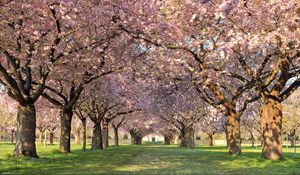 Preview wallpaper park, trees, flowers, walking paths