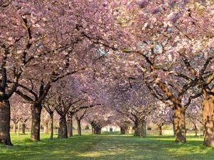 Preview wallpaper park, trees, flowers, walking paths