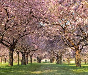 Preview wallpaper park, trees, flowers, walking paths