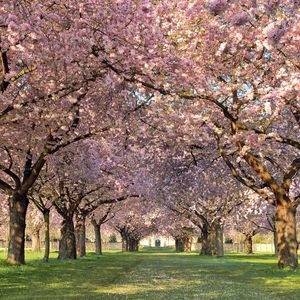 Preview wallpaper park, trees, flowers, walking paths