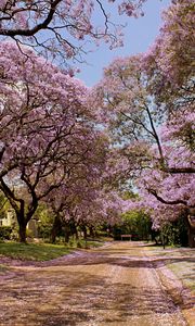 Preview wallpaper park, trees, flowers, nature, spring, beautiful