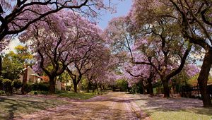 Preview wallpaper park, trees, flowers, nature, spring, beautiful