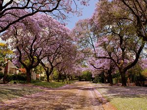 Preview wallpaper park, trees, flowers, nature, spring, beautiful