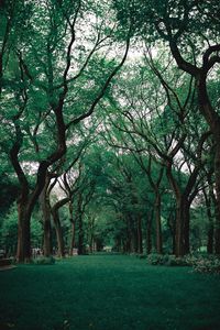 Preview wallpaper park, trees, grass, green, nature