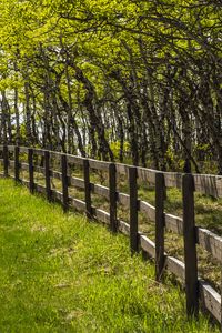 Preview wallpaper park, trees, grass, fence, nature