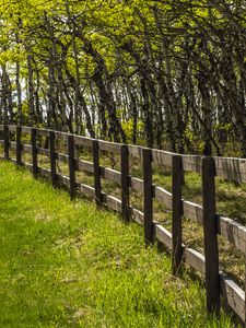 Preview wallpaper park, trees, grass, fence, nature