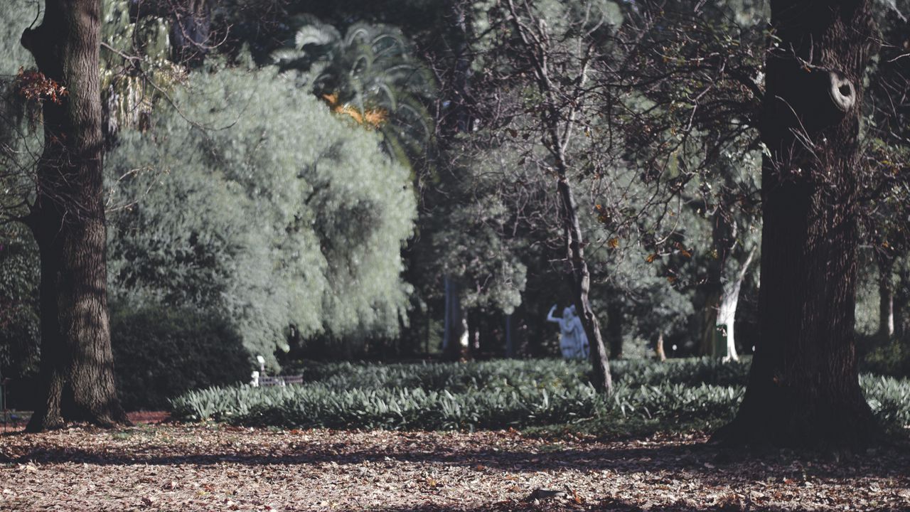 Wallpaper park, trees, grass, autumn