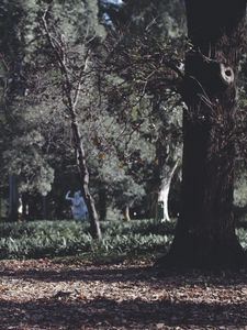 Preview wallpaper park, trees, grass, autumn