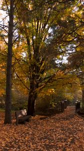 Preview wallpaper park, trees, leaves, autumn, landscape