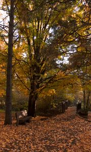 Preview wallpaper park, trees, leaves, autumn, landscape