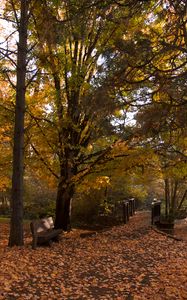 Preview wallpaper park, trees, leaves, autumn, landscape