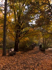 Preview wallpaper park, trees, leaves, autumn, landscape