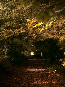 Preview wallpaper park, trees, leaves, autumn, nature