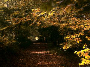 Preview wallpaper park, trees, leaves, autumn, nature