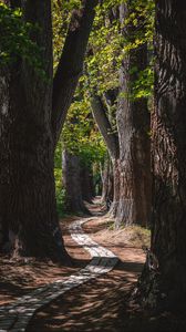 Preview wallpaper park, trees, path, turn