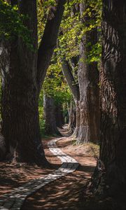 Preview wallpaper park, trees, path, turn